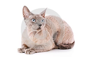 Devon-rex cat close-up portrait on white background
