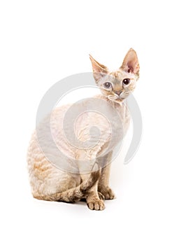 Devon Rex Cat