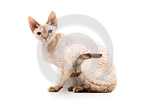 Devon Rex Cat