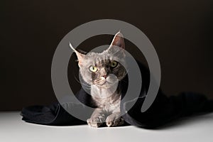 a Devon Rex cat