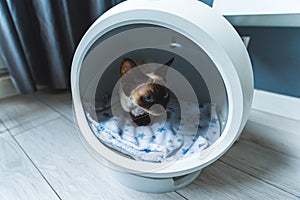 Devon Rex cat inside round-shaped house with thermoregulation