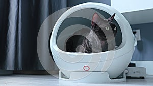 Devon Rex cat inside round-shaped house with thermoregulation