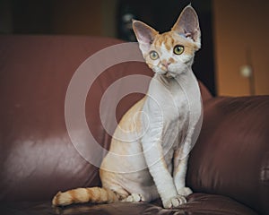 Devon Rex cat