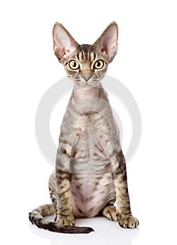 Devon rex cat sitting in front. looking at camera