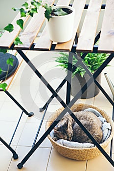 Devon Rex cat is sleeping inside the basket on the balcony under the table.