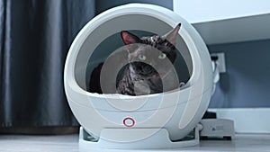 Devon Rex cat on a smart bed with thermoregulation