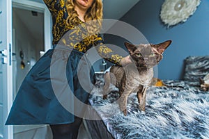 A Devon rex cat standing on a bed with a fluffy blanket and being petted by a woman. Medium shot. Pet concept.