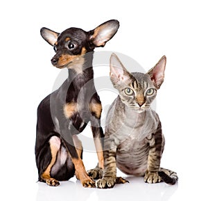 Devon rex cat and toy-terrier puppy sitting togeth