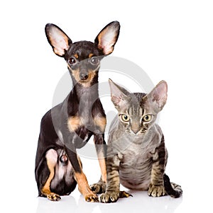 Devon rex cat and toy-terrier puppy sitting togeth