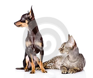 Devon rex cat and toy-terrier puppy together.