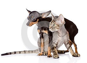 Devon rex cat and toy-terrier puppy together.