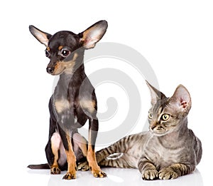 Devon rex cat and toy-terrier puppy together.