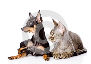 Devon rex cat and toy-terrier puppy together. look
