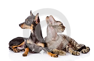 devon rex cat and toy-terrier puppy together. looking away. isolated on white background