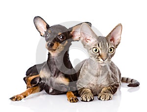 Devon rex cat and toy-terrier puppy together. looking at camera.