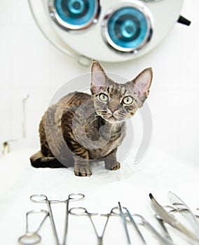Devon rex cat in veterinary clinic near medical tool