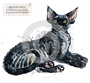 Devon Rex cat watercolor home pet illustration. Cats breeds series. domestic animal.