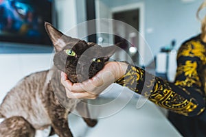 A Devon rex cat with yellow eyes being scratched by a female hand. Blurred background. Pet concept. Medium shot.