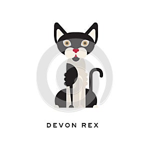 Devon rex, intelligent, short-haired cat. Feline with white and black fur, red nose, brown eyes and large ears. Domestic