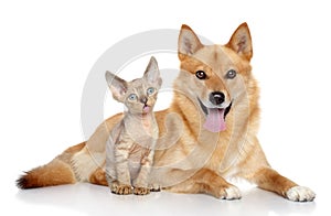 Devon rex kitten and Finnish spitz on white background