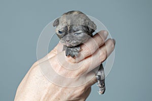 A Devon Rex kitten in hands gray background