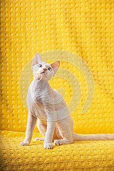 Devon Rex Kitten Kitty. Short-haired Blue-eyed Cat Of English Breed On Yellow Plaid Background. Shorthair Pet Cat