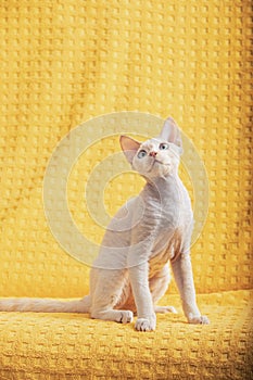 Devon Rex Kitten Kitty. Short-haired Blue-eyed Cat Of English Breed On Yellow Plaid Background. Shorthair Pet Cat