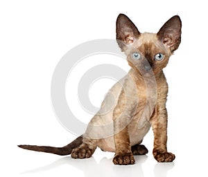 Devon-Rex kitten on a white background