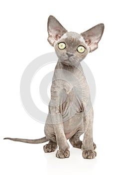 Devon Rex kitten sitting on a white background