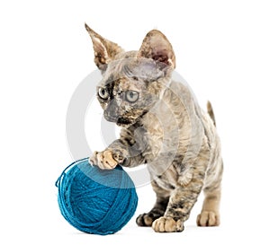 Devon rex kitten with a wool ball isolated on white