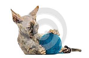 Devon rex with a wool ball isolated on white