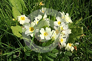 Devon Roadside Primroses