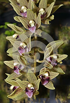 Devon`s Cymbidium Orchid photo