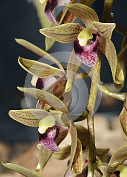 Devon's Cymbidium Orchid photo