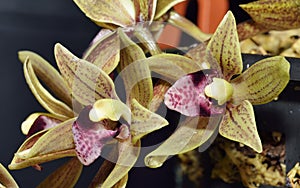 Devon's Cymbidium Orchid photo