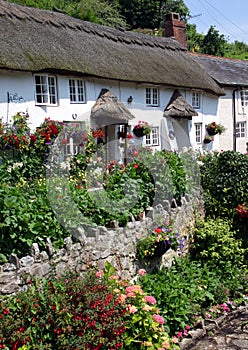 Devon thatch