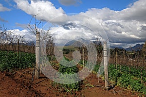 Devon Valley vinegards in a winter sleep