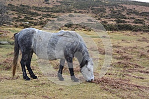 Devon wild horses