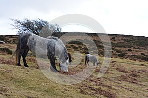 Devon wild horses
