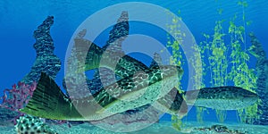 Devonian Drepanaspis Fish