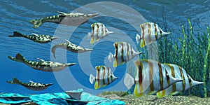 Devonian Pteraspis Fish