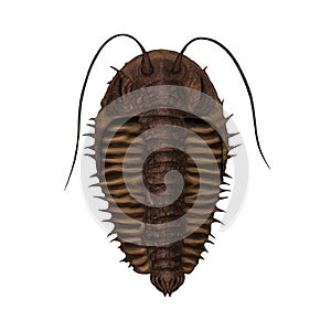 Devonian Trilobite Variant 3 Extinct Arthropod