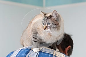 Devoted cat sitting on a man`s back