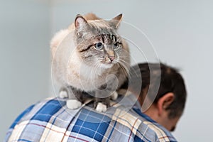 Devoted cat sitting on a man`s back