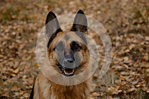 Devoted deep gaze of shepherd dog. Close up portrait of beautiful black and red German Shepherd. Dog walks in park in