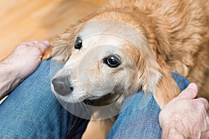 Devoted dog looks at the owner