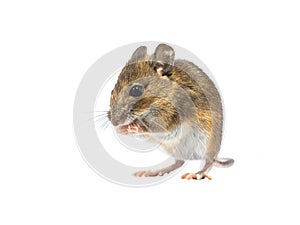 Devotive mouse isolated on white background