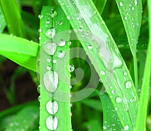 dew