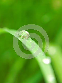 Dew photo