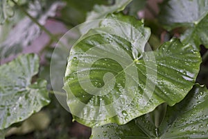 Dew on alocasia macrorrhiza leaf in the morning